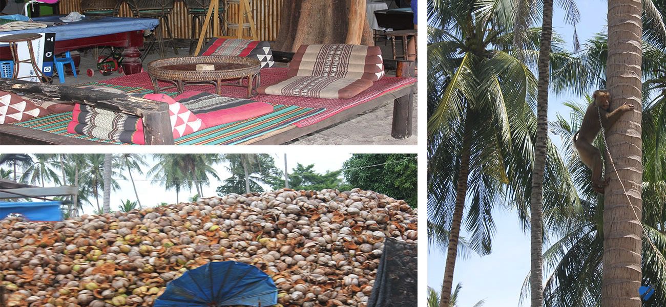 Coconuts in Koh Samui