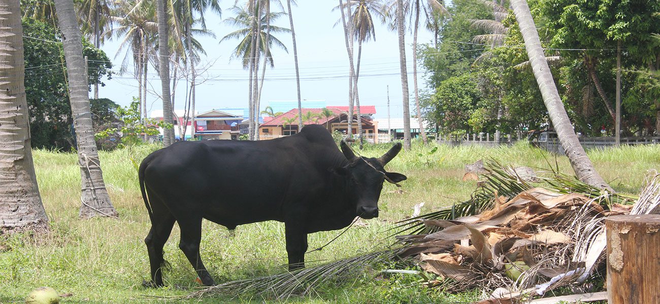 Koh Samui South