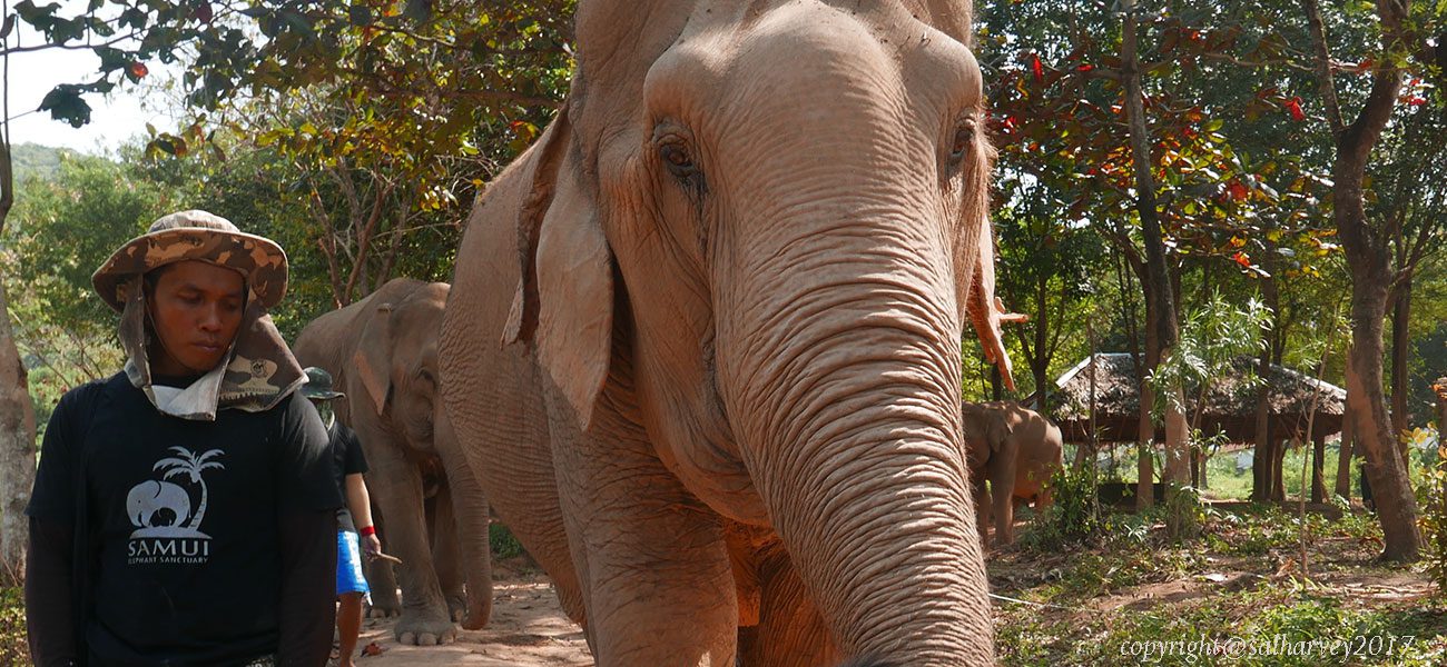 Elephant Tourism