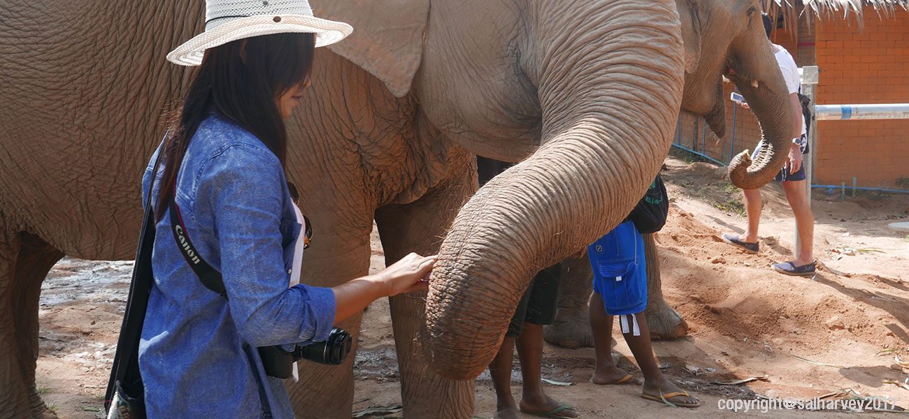 Elephant Tourism Koh Samui