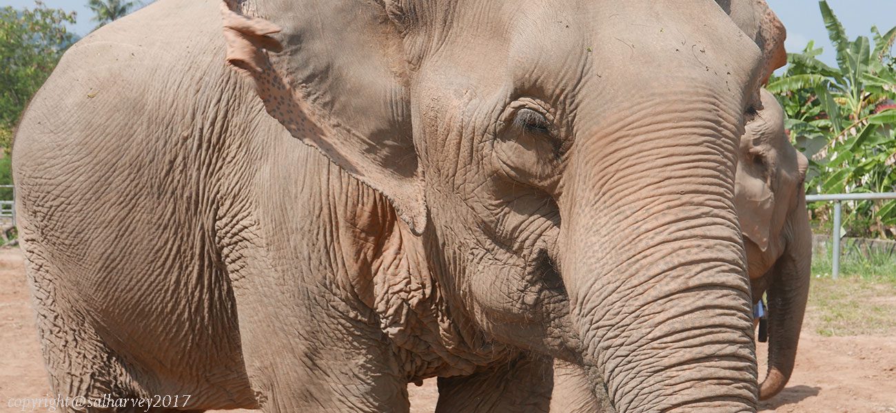 Tourist Elephants