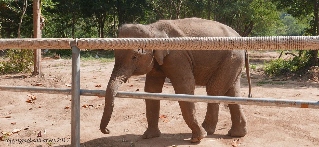 Tourist Elephants Koh Samui