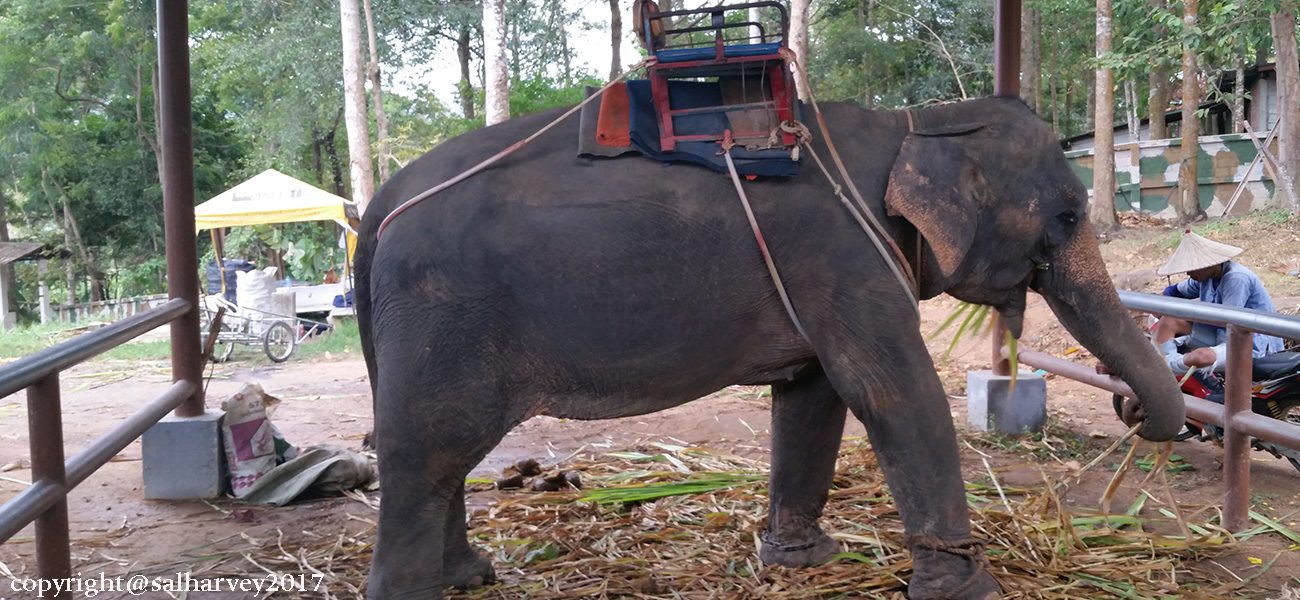 Tourist Elephants Koh Samui