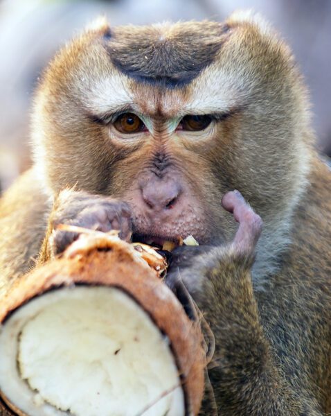 Animal Welfare Samui
