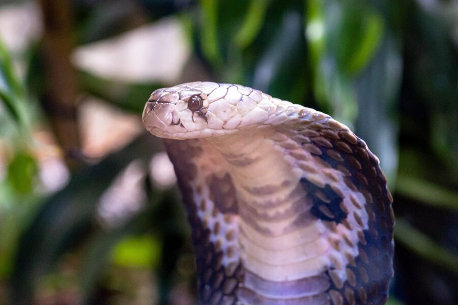 Malta Attractions Cobra Samui
