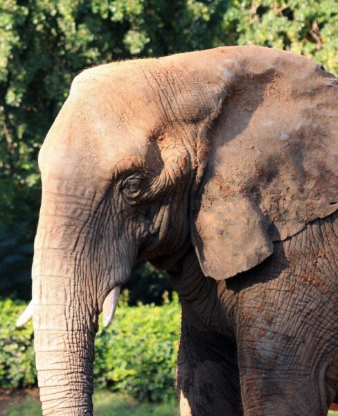 Samui Elephants
