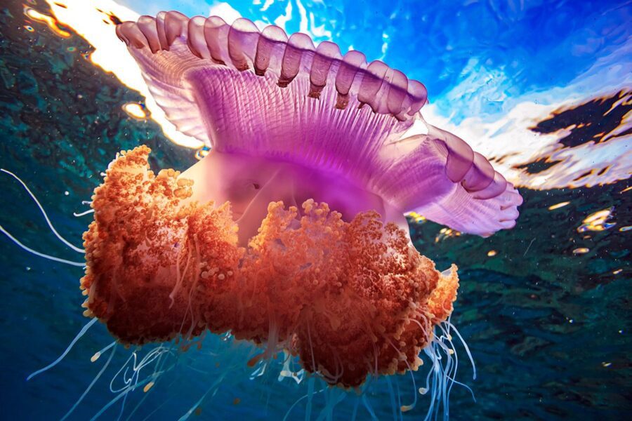 Malta Attractions Jelly Fish Koh Samui
