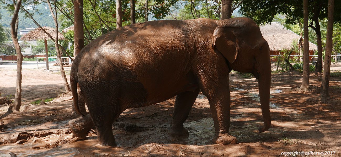 Elephant Sanctuary