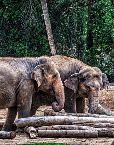 Elephants in Samui